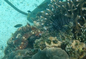 The lion fish and the octopus.....